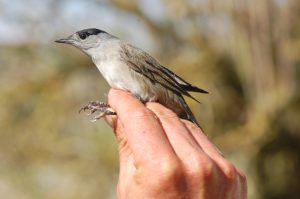 Le 200 000e oiseau bagué à la réserve naturelle depuis 2001