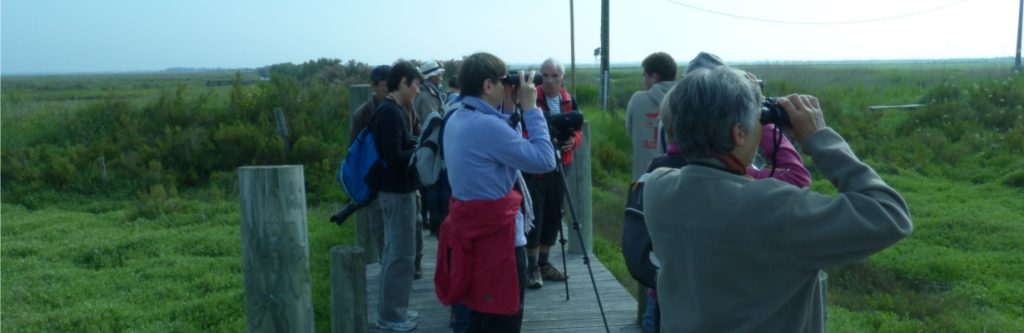 Reserve-Moeze-Oleron-LPO-Animation-Gorgebleue