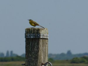 Reserve-Moeze-Oleron-LPO-Bergeronette-printaniere