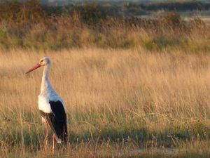 Reserve-Moeze-Oleron-LPO-Cigogne-blanche-2