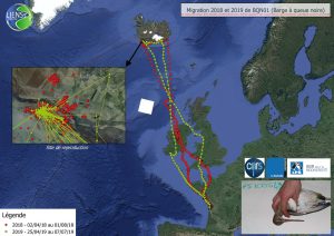 Migrations d’une Barge à queue noire, données récoltées par GPS (CNRS-Université de La Rochelle-LIENSs-LPO)