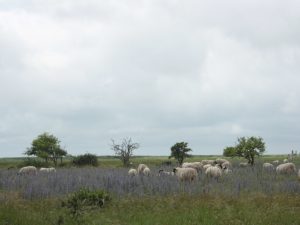 Reserve-Moeze-Oleron-LPO-Zone-de-capture-passereaux