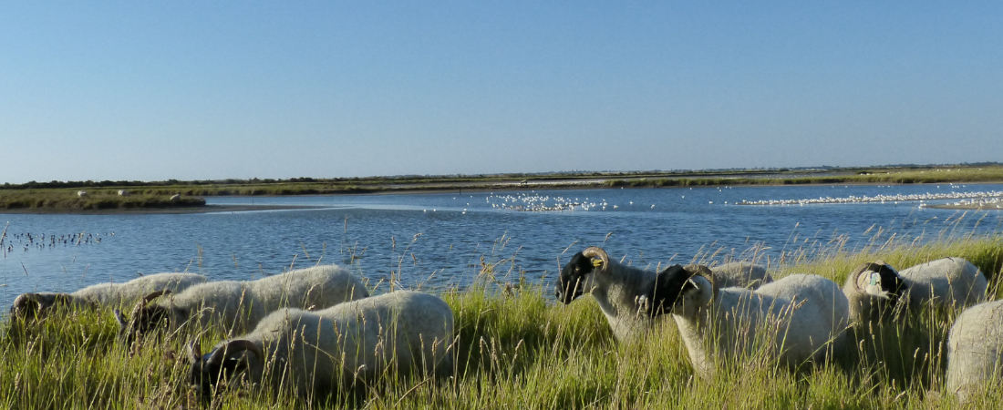 Moutons et limicoles en reposoirs